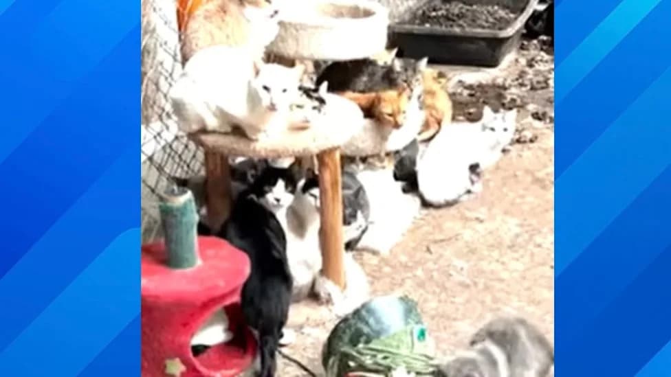 More Than 300 Animals Seized From Rock N' Pawz — Rescue Operator Charged After Alleged 'Deplorable' Conditions