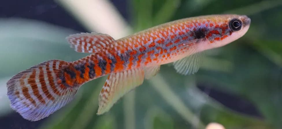 Dazzling New Killifish Discovered in the Brazilian Amazon — Scientists Urge Endangered Listing