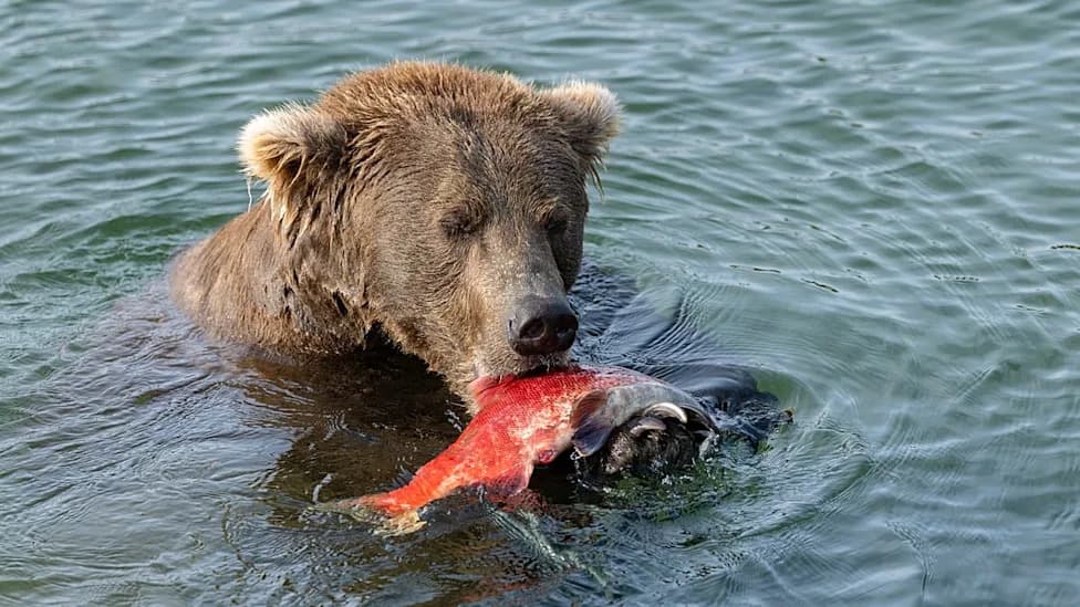 Fat Bear Week Returns: 16 Alaska Brown Bears Compete — Can Chunk Defend His Crown?