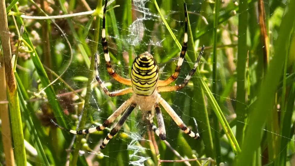 Cheshire Records Its First Wasp Spider — A 'Climate Refugee' Found at Chester Zoo