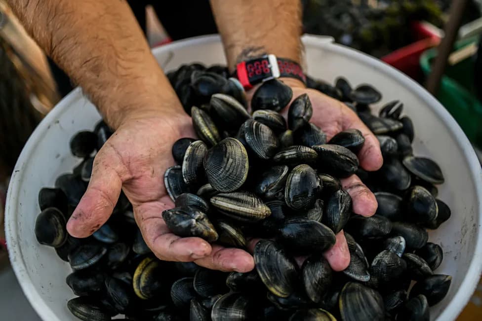 FDA Warns: La Serranita Black Clams From Ecuador Linked to Hepatitis A — 30 Hospitalized