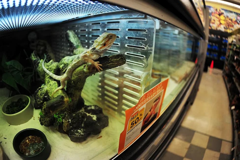 More Than 60 Reptiles Stolen From Pet Stores in MD and VA; Two Arrested, One Wanted