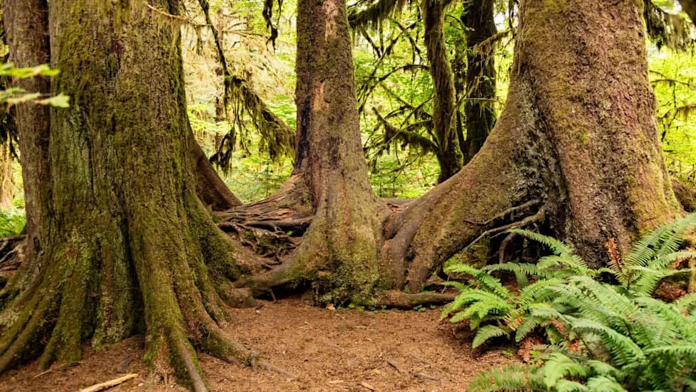 Donors Raise $563,000 to Protect 29 Acres of Washington’s Olympic Rainforest