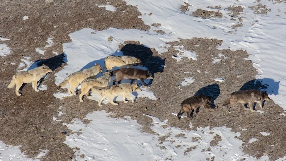 Mollie's Pack — Yellowstone's Last Original Wolves — Survive Wyoming Hunting Season Intact
