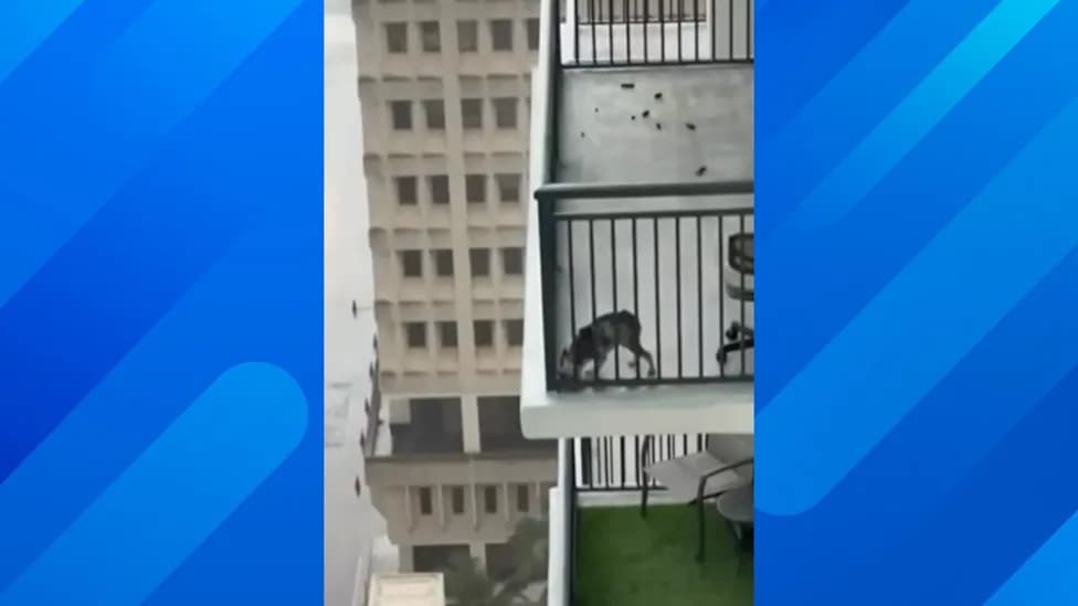 Miami High-Rise Rescue: Emaciated Dog Removed From Balcony; Owner Arrested On Animal Cruelty Charge