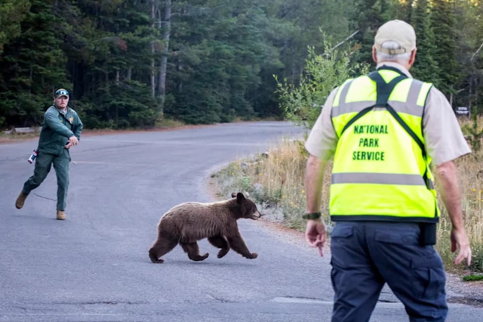 Grizzly Reality: Why Human–Bear Encounters Are Rising Across the US