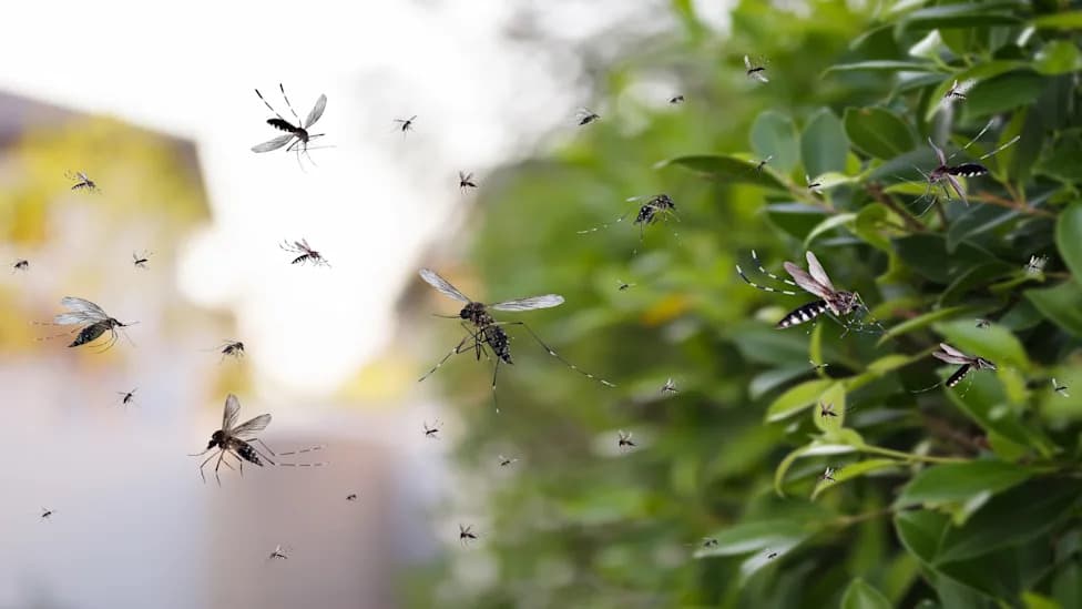 No Universal 'Mosquito Magnet': Attraction Depends on Mosquito Species, Study Finds
