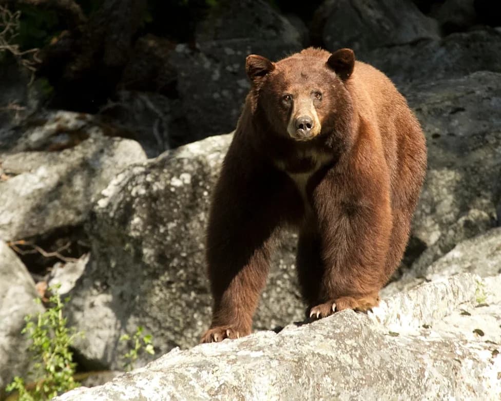 French Bulldog Dies After Heroically Protecting Northern California Couple From Bear