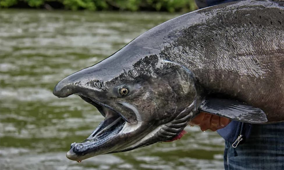 Weed Removal Backfired: Clearing Vegetation in California Delta Increased Salmon Losses Nearly Fourfold