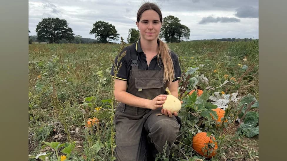 UK Pumpkin Harvest Squeezed by Record Heat: Smaller Fruits, Earlier Ripening and Strained Yields