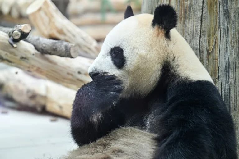Ping Ping and Fu Shuang Touch Down in Atlanta — China’s Giant Pandas Begin 10-Year Loan to Zoo Atlanta