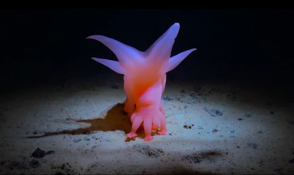 Meet the Deep-Sea "Barbie Pig": A New Documentary Reveals Strange Creatures and the Threat of Seabed Mining