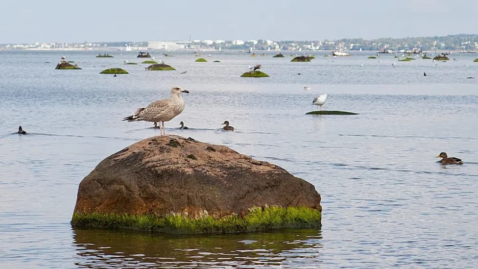 Diclofenac in the Baltic: How Researchers Are Cutting Pharmaceutical Pollution