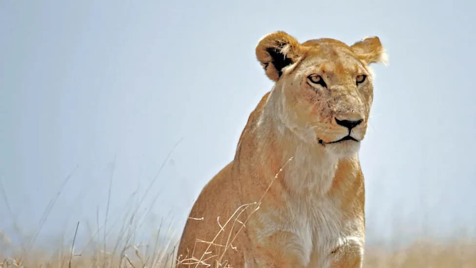 Ten Lions Found Dead in Tanzania’s Ngorongoro — Suspected Poisoning After Feeding on Giraffe Carcass