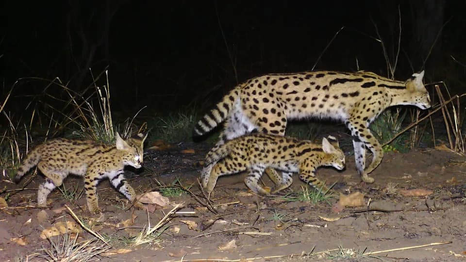 Over 300 Custom Camera Traps Across Cape Verde–Sized Area Reveal Rare Wildlife Records and Declining Lions in Western Tanzania