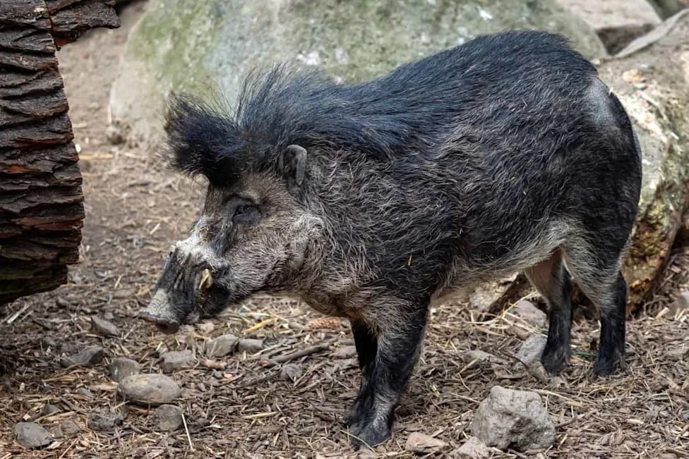 Race to Save Asia’s Wild Pigs: African Swine Fever Threatens 12 Endemic Species