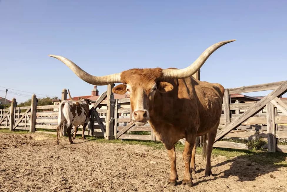 New World Screwworm Detected in Texas After 60 Years — Authorities Rush to Contain Outbreak
