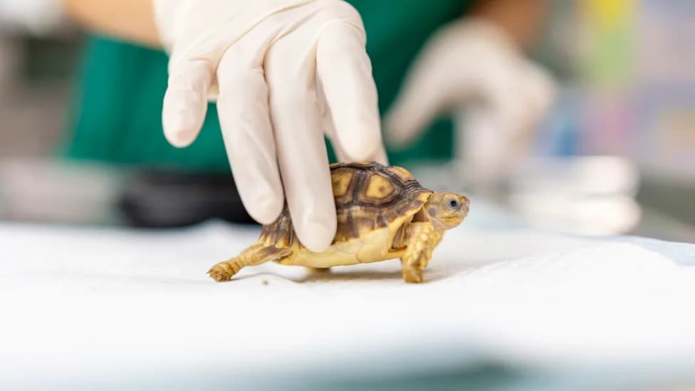South Korea Busts Cross‑Border Wildlife Smuggling Ring After 48 Turtles Die In Concealment