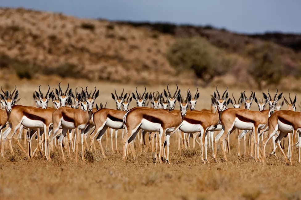 Study Finds Trophy Hunting Linked to Habitat Gains in 92% of Cases — Local Benefits Drive Success
