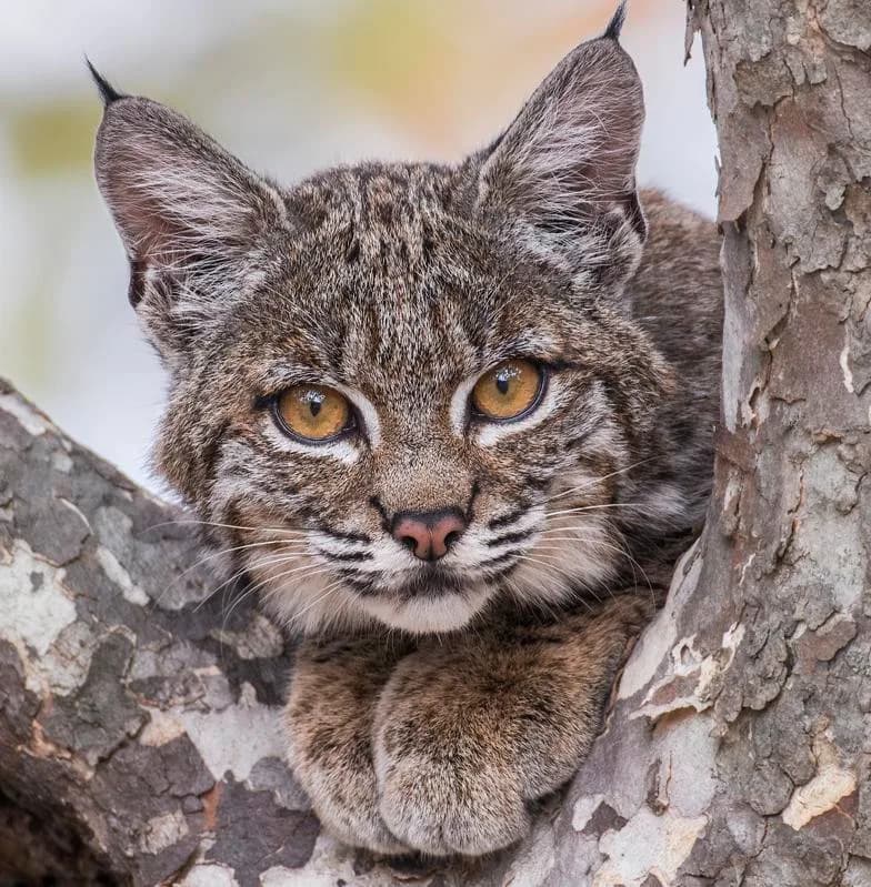Humans Drive Bobcat Deaths in California — Can Wildlife Crossings Turn the Tide?