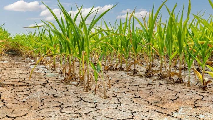 Water Shortages Are Quietly Driving Up Your Grocery Bill, New Global Report Warns