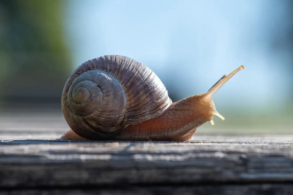 Snail Shells Could Map Prehistoric Cyclones — Tiny Natural Archives of Storms