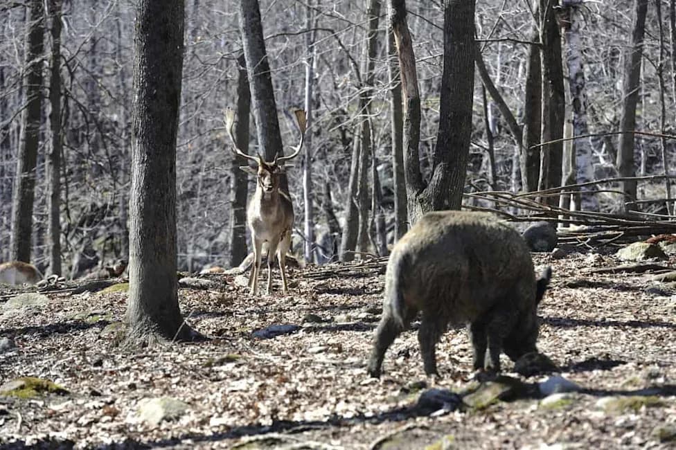 Wild Hogs Found Carrying CWD Prions — Could They Be Spreading Deer Disease?