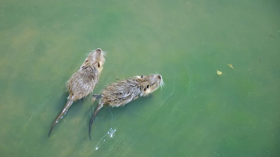 125-Million-Year-Old Fossil Reveals Earliest True Mammal Built for Swimming