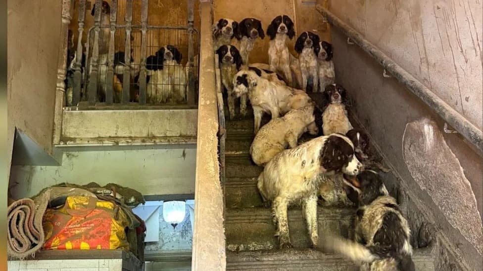 Children's Social Worker Found Guilty After 84 Dogs Discovered in 'Squalid' Home
