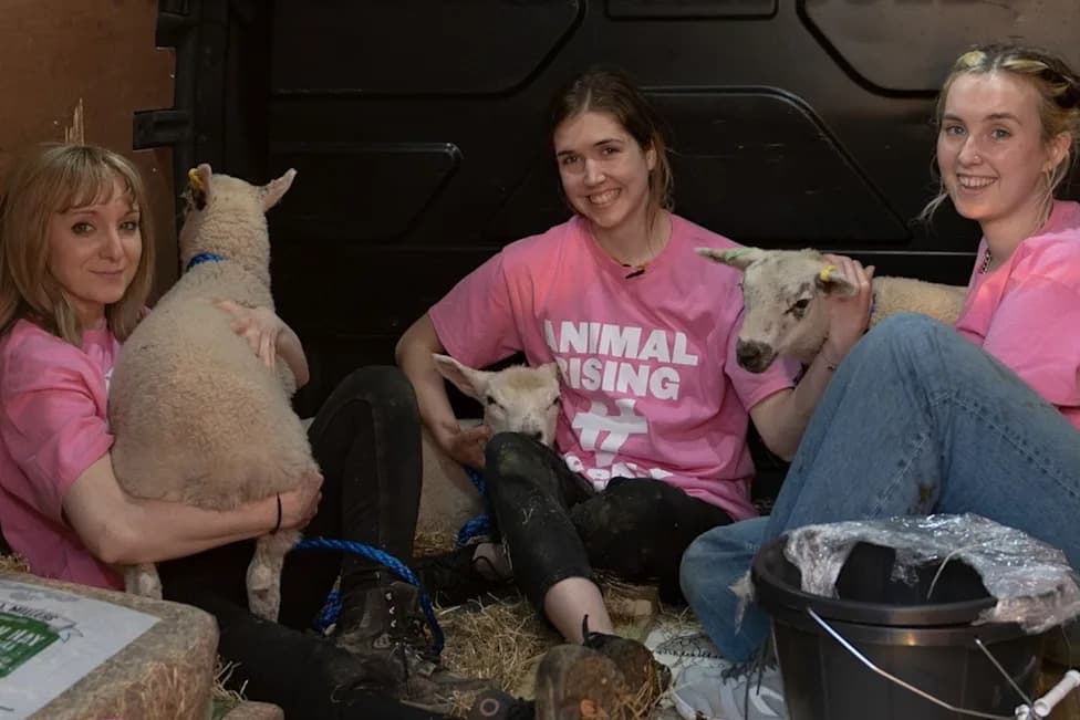 Three Animal Rising Activists Convicted Over Sandringham Lamb Removal
