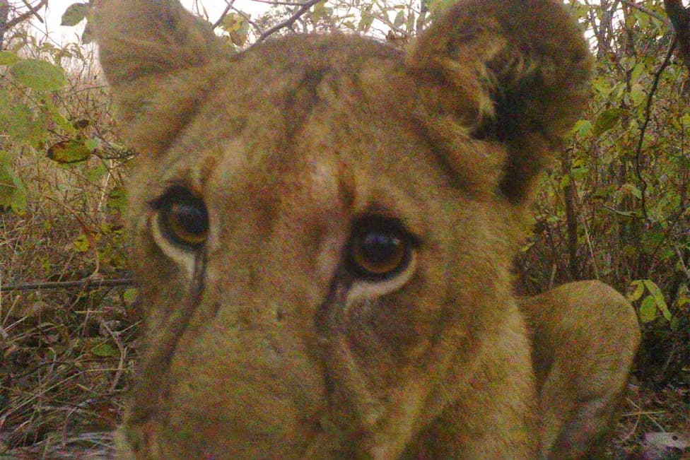 150,000 Photos From 300+ Camera Traps Reveal Rare "Servaline" Servals and Falling Lion Numbers in Western Tanzania