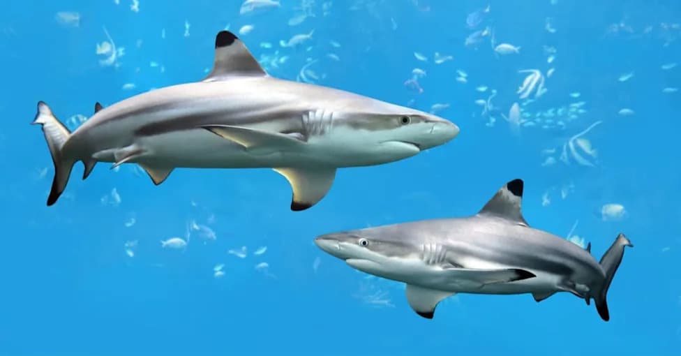 Sharks Can Hear Low Sounds From 243 Feet Away — And They Often Flee