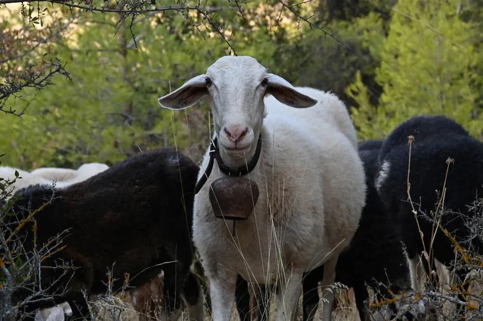 Ancient Sheeppox DNA Found in Medieval Manuscripts — And It Mirrors Today's Balkan Outbreak