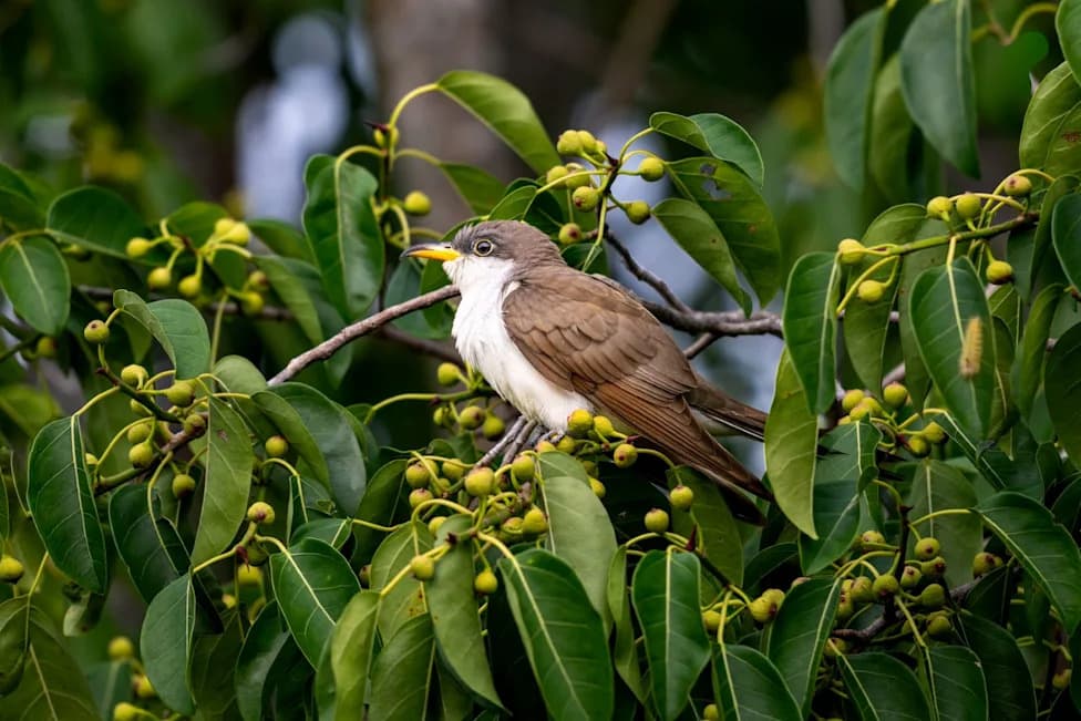 Federal Judge: Forest Service Failed To Account For Yellow‑Billed Cuckoo Habitat In Pinto Valley Mine Expansion
