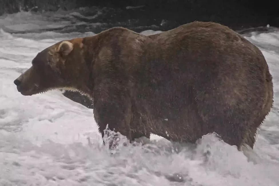 Final Fat Bear Face-Off: Bear 910 vs. Backpack in Katmai's Fat Bear Week