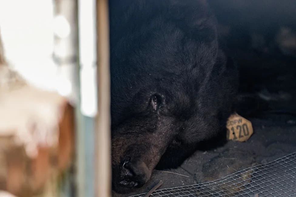 He’s Unbearable: 550‑lb ‘Yellow 2120’ Bear Returns To Altadena, Shelters In Home Crawlspace