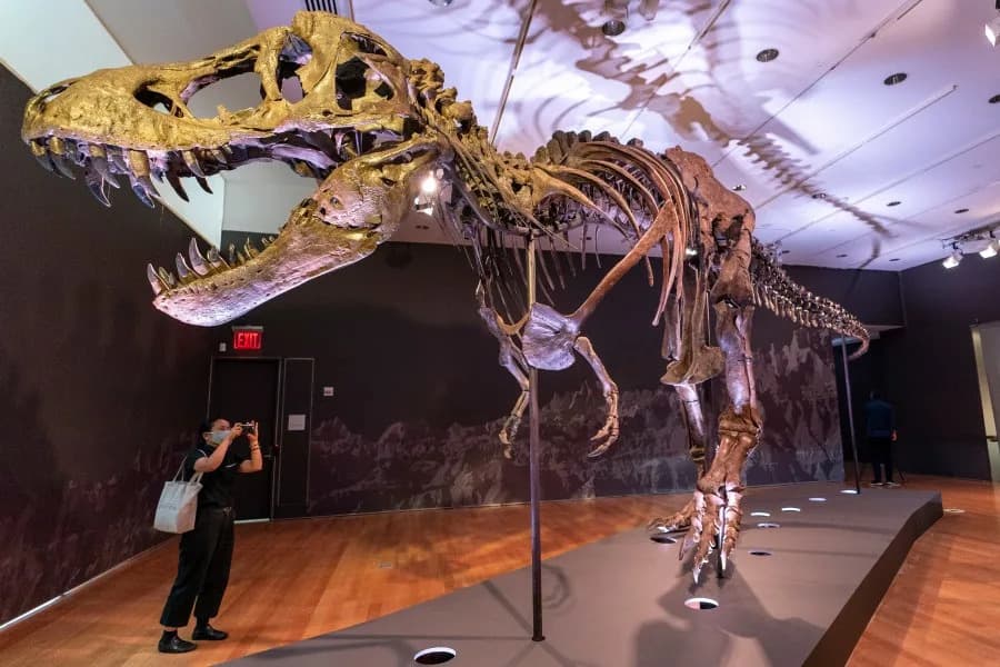 Could You Outrun a T. rex? North Dakota Trackway Suggests an Average Person Could — If It Was Walking