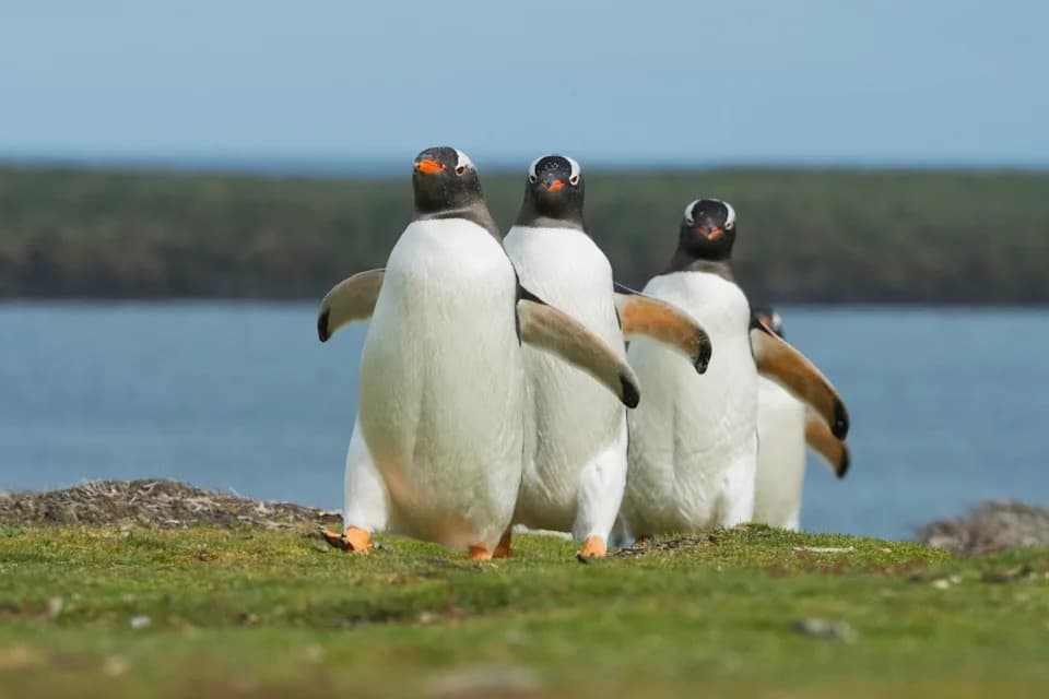 Scientists Identify a New Gentoo Penguin Species — Pygoscelis kerguelensis
