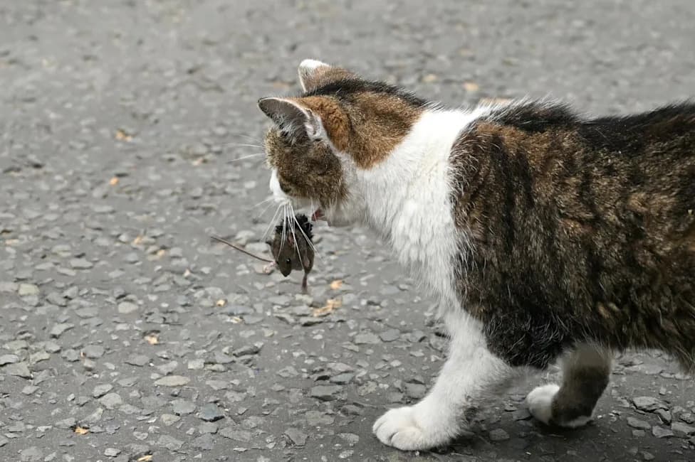 Countries With More Indoor Cats Tend To Be Happier — But A Parasite Complicates The Story