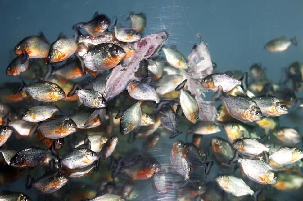 Piranha-Like Fish Reported at Klau Dam Sparks Safety Warnings and Ecological Concern