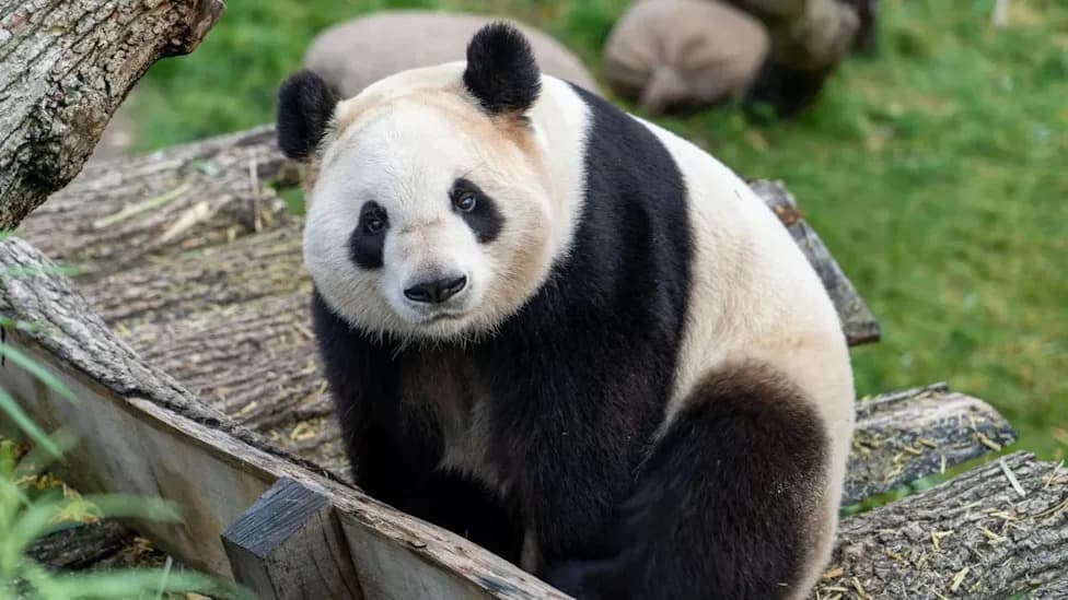 Two Giant Pandas Return to Atlanta: Ping Ping and Fu Shuang Arrive at Zoo Atlanta