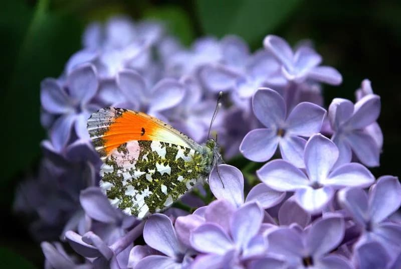 Butterfly Wing Patterns Create Motion Illusions That Foil Predators — New Study