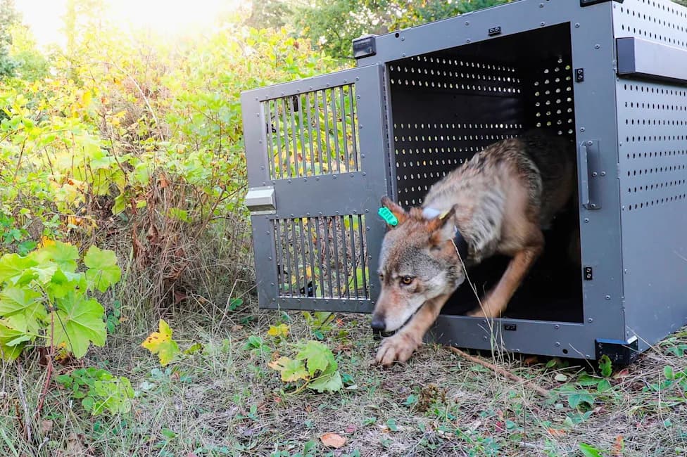 Reintroduced Isle Royale Wolves Likely To Persist — But Inbreeding and Isolation Loom