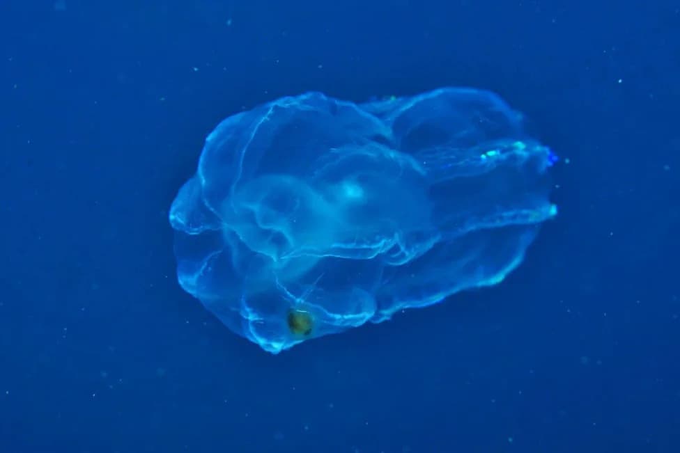 Scientists Document 1,121 Previously Unknown Ocean Species in One Year as Ocean Census Accelerates Discovery