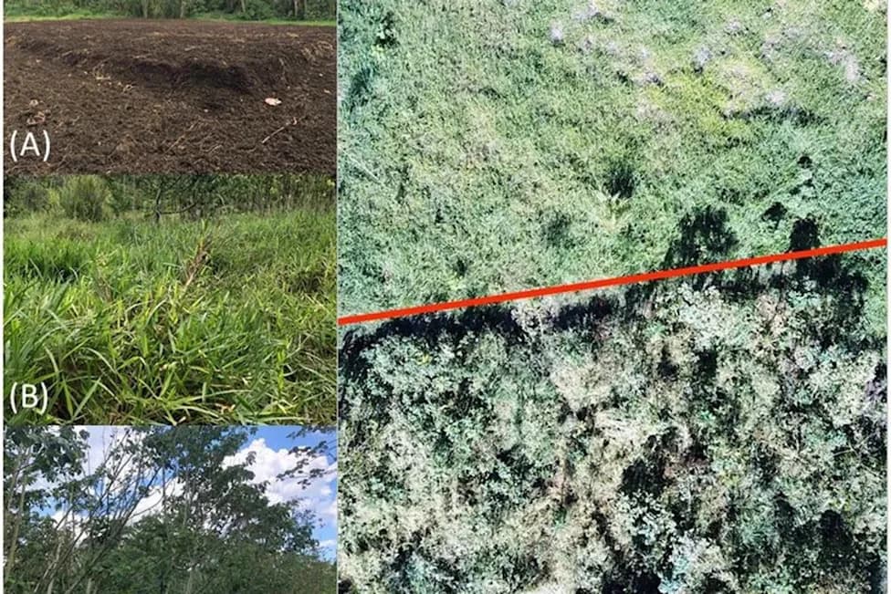Coffee Waste Sprouts A Forest In Two Years — How Coffee Pulp Helped Restore Degraded Land