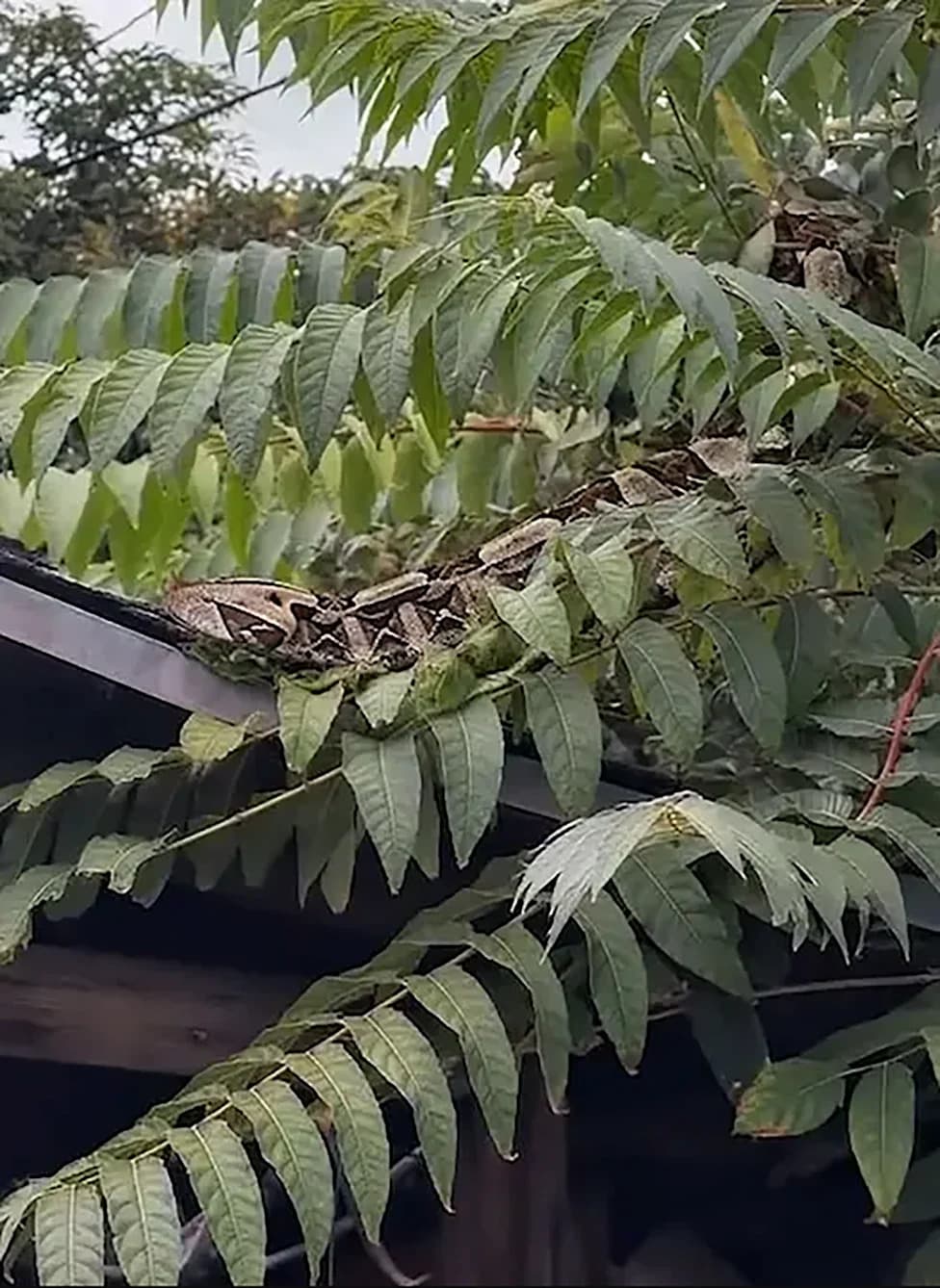 AI-Generated Photo of 'Highly Venomous' Snake Prompts Santa Ana Police Alert — Later Retracted