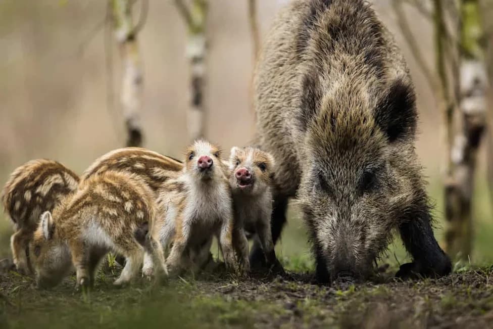 More Than 6 Million Feral Hogs in 35+ States — Threat Of African Swine Fever Raises Alarm