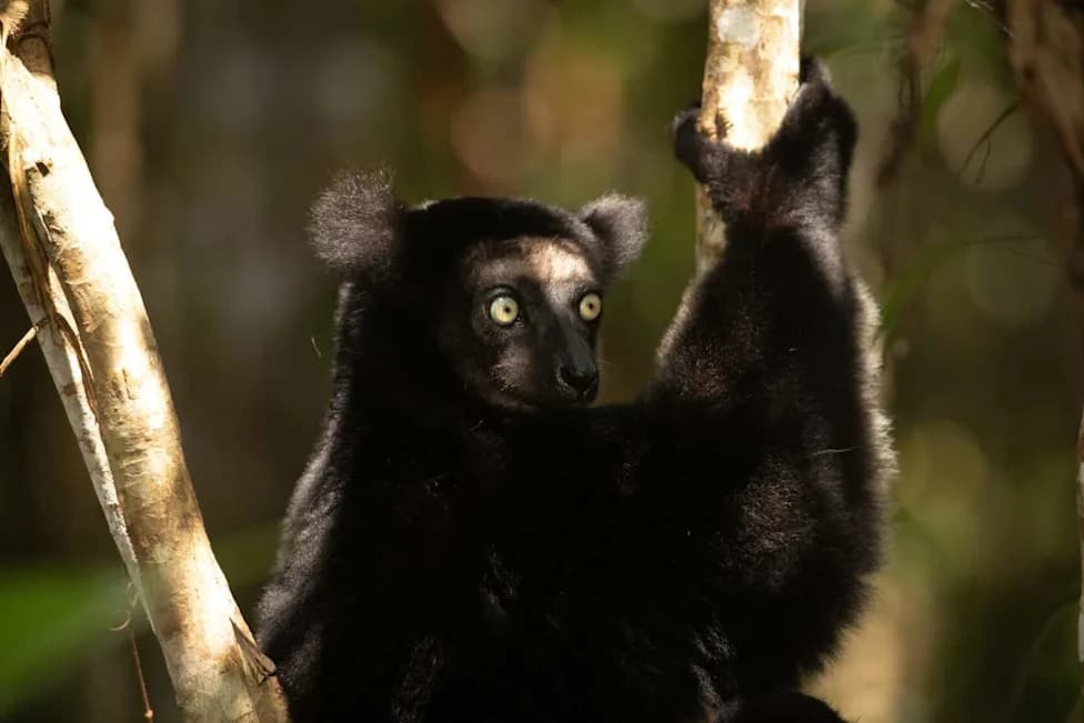 Wild Indri Lemurs Use Opera-Style "Formant Tuning" To Project Haunting Calls