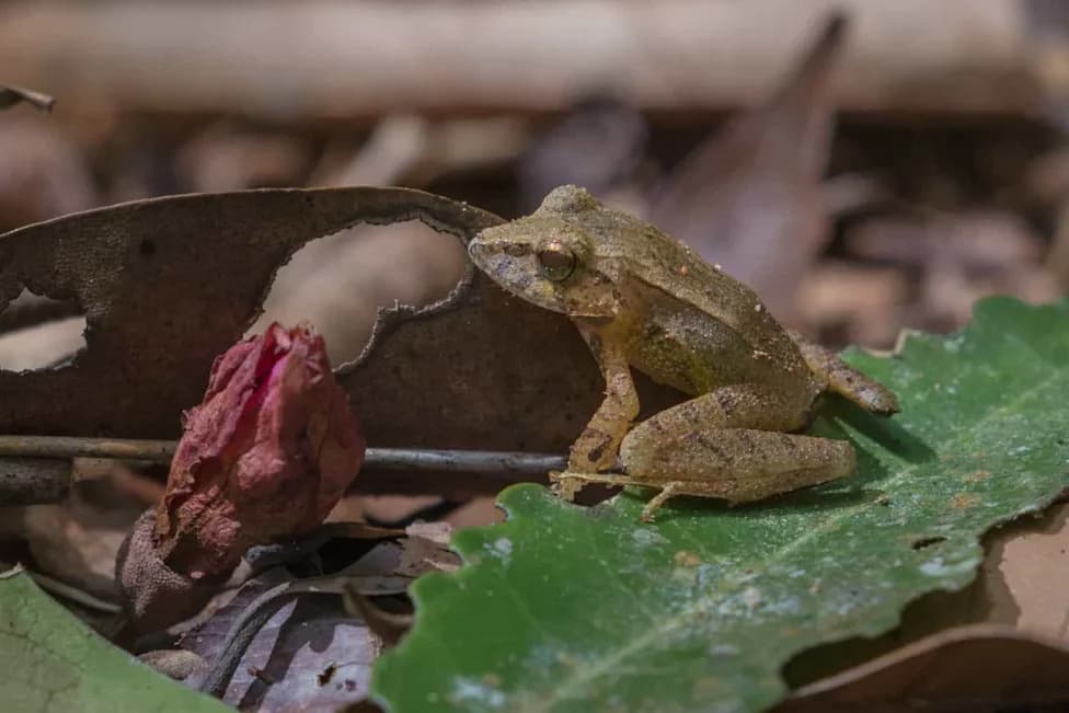 Tiny Ally: One Skin Bacterium Stops a Fungus That Has Wiped Out 500+ Frog Species