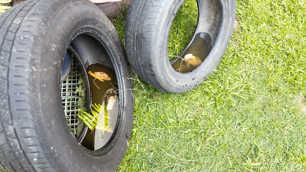 Pinellas County Waives Residential Tire Fees To Curb Mosquito Breeding Amid Dengue Alert